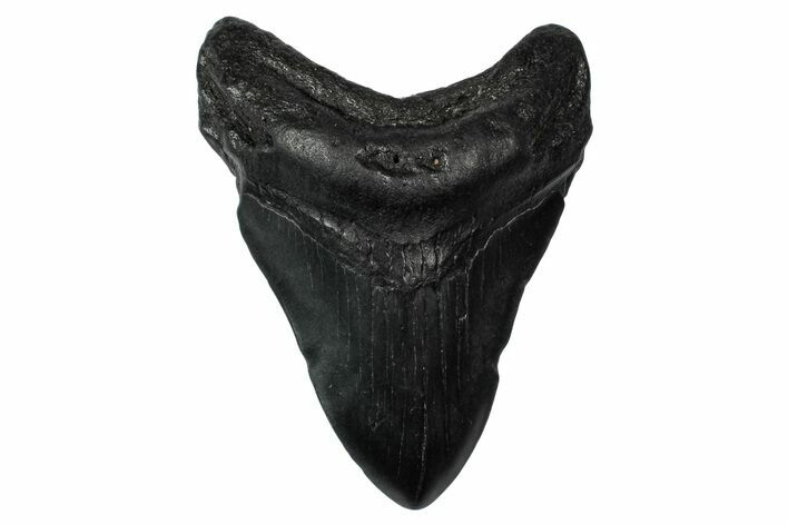 Fossil Megalodon Tooth - South Carolina #340215